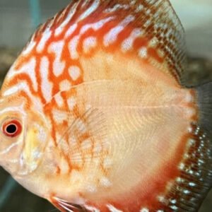 Blue Diamond Discus Fish 2.5" Size Healthy Live Angel Fish tropical aquarium