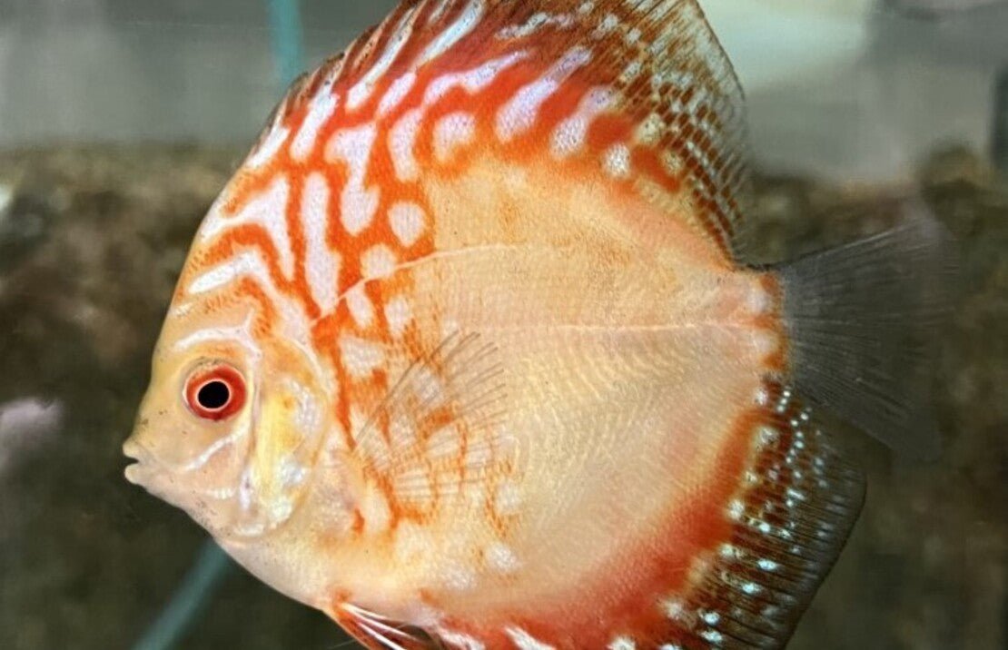 12057_IM3_236538d9b97eb8ceb0ee920689423dcc_1.jpg Blue Diamond Discus Fish 2.5" Size Healthy Live Angel Fish tropical aquarium