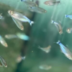 🐟12x Longfin Gold Zebra Danio Small - Elegance Unleashed! 🐟 FAST SHIP
