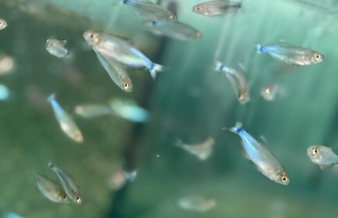 57_00a694a8-86e4-4edc-a176-c59c02b114a0.jpg 🐟12x Longfin Gold Zebra Danio Small - Elegance Unleashed! 🐟 FAST SHIP