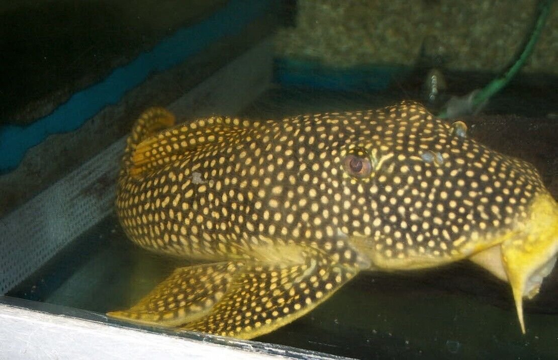 57_00e49dfd-1655-4ae4-b747-3c76572b5730.jpg 🎩 5x Dalmatian Molly - Awesome Healthy Lively Bright Colors! 🌿 Live Fish