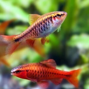 3x O/B Zebra Cichlid 2" - Colorful Freshwater Live Fish Healthy Active FAST
