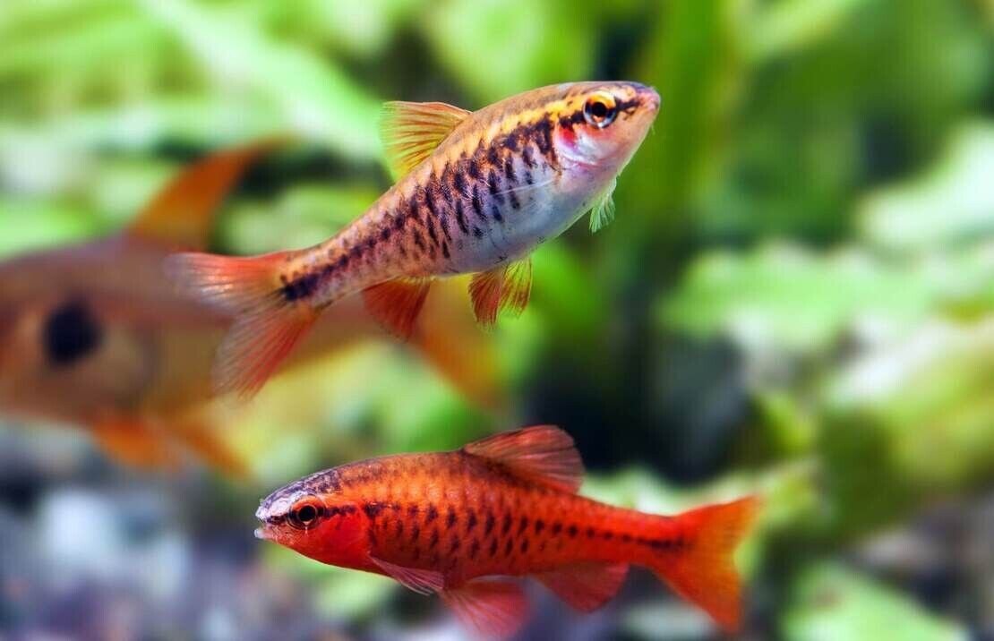 57_00ff0274-9f22-48f5-9512-37eba01ca054.jpg 3x O/B Zebra Cichlid 2" - Colorful Freshwater Live Fish Healthy Active FAST