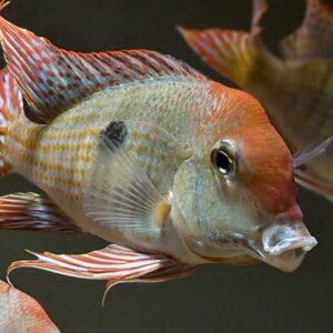 3 Salvini Cichlids 1.75" - 2" - Beautiful Freshwater Live Fish Healthy Active