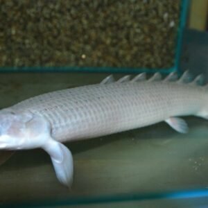 💛 2 Yellow Tail Congo tetra - Med Size hard to get Tropical Aquarium Live Fish!