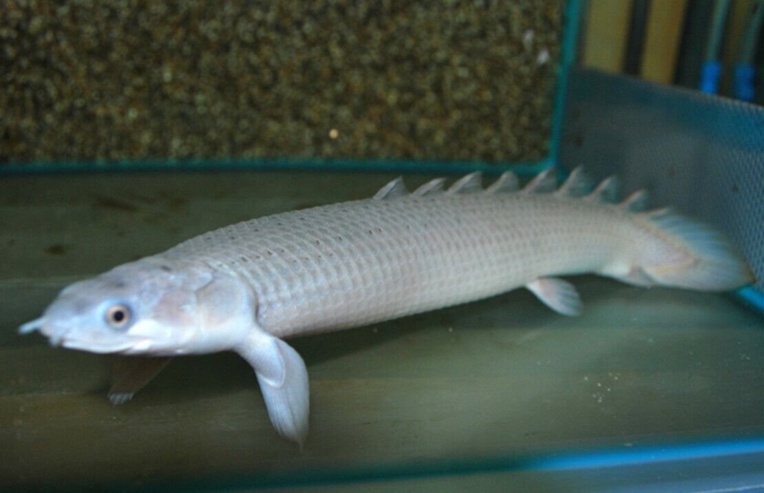 57_011455af-83d0-4ab0-a356-075082360a60.jpg π 2 Yellow Tail Congo tetra - Med Size hard to get Tropical Aquarium Live Fish!