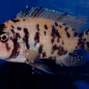 3X Assorted ORANDA Fantail Goldfish 1.5" - 2" Live Fish for Pond FAST SHIP