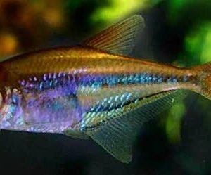 1 Chameleon (Skunk) Loricaria 5 inch RARE Live Fish Hard to get