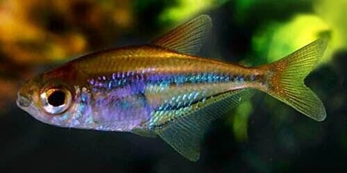 57_044360bb-b480-46e1-844a-3da271f323d0.jpg 1 Chameleon (Skunk) Loricaria 5 inch RARE Live Fish Hard to get