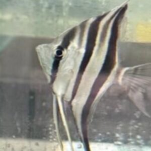 Scalare Angel Dumerillii large Healthy Live Angel Fish tropical aquarium