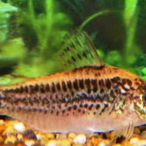 5 Nannostomus unifasciatus (One Lined Pencil Fish) 🐠 Live Fish Fun to watch!