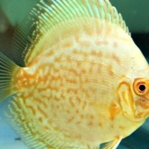 2 PACK Red Dragon Rainbow - Rainbowfish live Fish Tropical Aquarium Fish