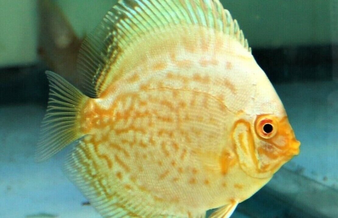 57_0687b174-6d5a-46f8-84b7-c204377c0498.jpg 2 PACK Red Dragon Rainbow - Rainbowfish live Fish Tropical Aquarium Fish