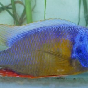 2X Assorted ORANDA Fantail Goldfish 3 - 3.5" Live Fish for Pond *FAST SHIPPING*