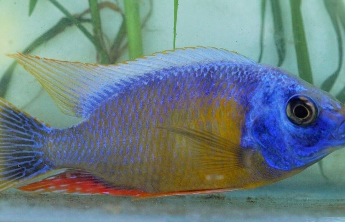 57_08085980-522b-42da-a914-dbb18614c2e4.jpg 2X Assorted ORANDA Fantail Goldfish 3 - 3.5" Live Fish for Pond *FAST SHIPPING*