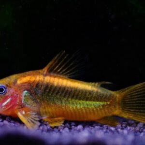 6x Corydora Green Aeneus Elegance in Miniature Form Fast Ship Live Fish
