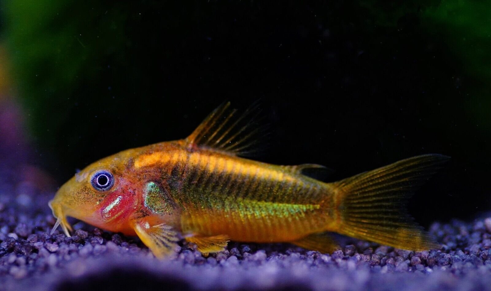 57_08474686-f0f7-492e-94fc-ee08f5aedb76.jpg 6x Corydora Green Aeneus Elegance in Miniature Form Fast Ship Live Fish