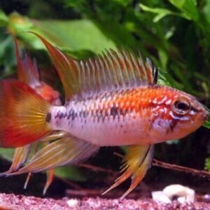 12 Large Cherry Barbs - Peaceful Schooling Live Fish Fast Shipping