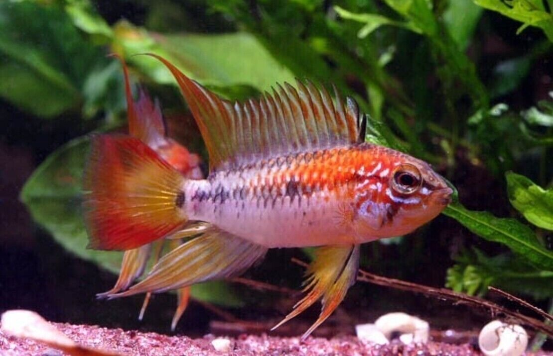 57_09336bdd-5212-4f95-a363-20812d309550.jpg 12 Large Cherry Barbs - Peaceful Schooling Live Fish Fast Shipping