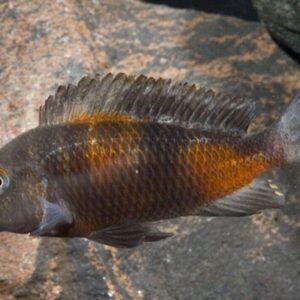 2 Tropheus Duboisi 1.5" Stunning Live Fish: Unique African Cichlid FAST