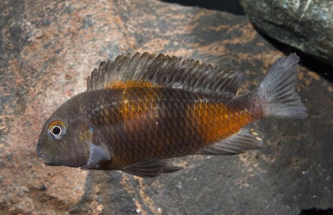 57_099c7073-51ab-4a71-bf42-917a7d16d69a.jpg 2 Tropheus Duboisi 1.5" Stunning Live Fish: Unique African Cichlid FAST