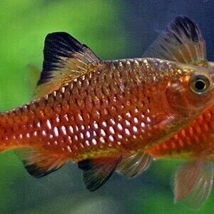 1 PAIR Albino Orange Millineum Rainbow fish Live Fish M/L Freshwater Aquarium