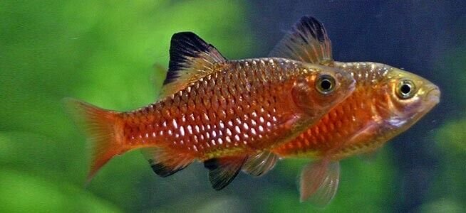 57_0a49f946-d6f5-49c9-87c0-d6b827b8a421.jpg 1 PAIR Albino Orange Millineum Rainbow fish Live Fish M/L Freshwater Aquarium