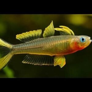 🔴 6x Rummy Nose Tetra Large - Live Freshwater Fish Illuminate Your Aquarium! 🌿