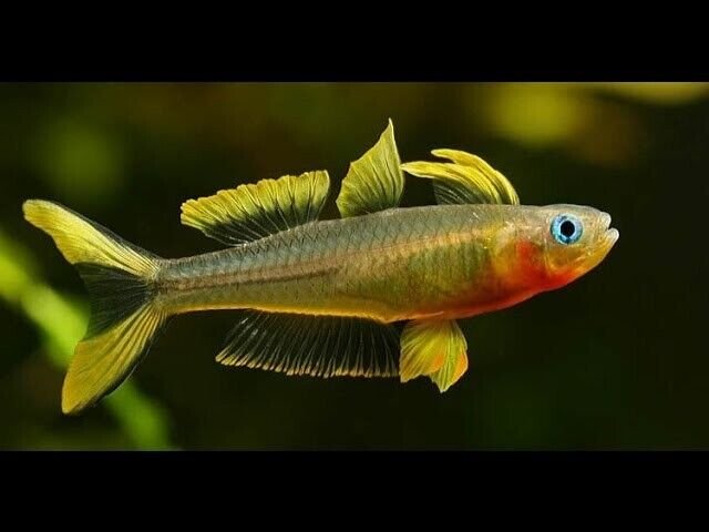 57_0a719d80-308d-47f4-8227-e48fcef4aa82.jpg 🔴 6x Rummy Nose Tetra Large - Live Freshwater Fish Illuminate Your Aquarium! 🌿