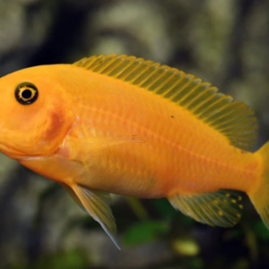 3x Roseline - Denisonii Barb - Sahyadria denisonii - Live Fish (2"+)