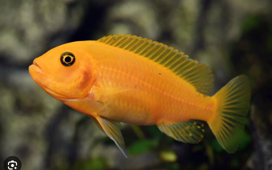 57_0ac3cebb-9a51-4de9-b409-86aa8de0895a.png 3x Roseline - Denisonii Barb - Sahyadria denisonii - Live Fish (2"+)