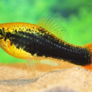 🐟12x Longfin Gold Zebra Danio - Aquatic Elegance Unleashed! 🐟 FAST SHIP