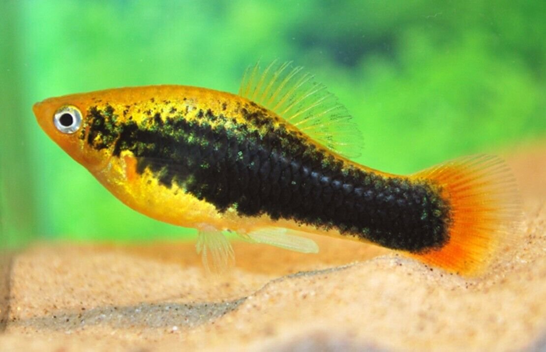 57_0b16b61b-9a2e-49a9-b7b5-b8afe7f14047.jpg 🐟12x Longfin Gold Zebra Danio - Aquatic Elegance Unleashed! 🐟 FAST SHIP