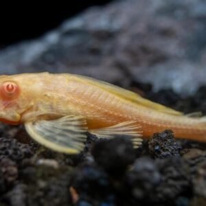 L128 Blue Phantom Pleco 3.5-4" Wild Caught - Live Fish Fast Shipping Collectible
