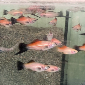 3 Pack Gold Head Marble Angels 2" Healthy Live Angel Fish FAST SHIP