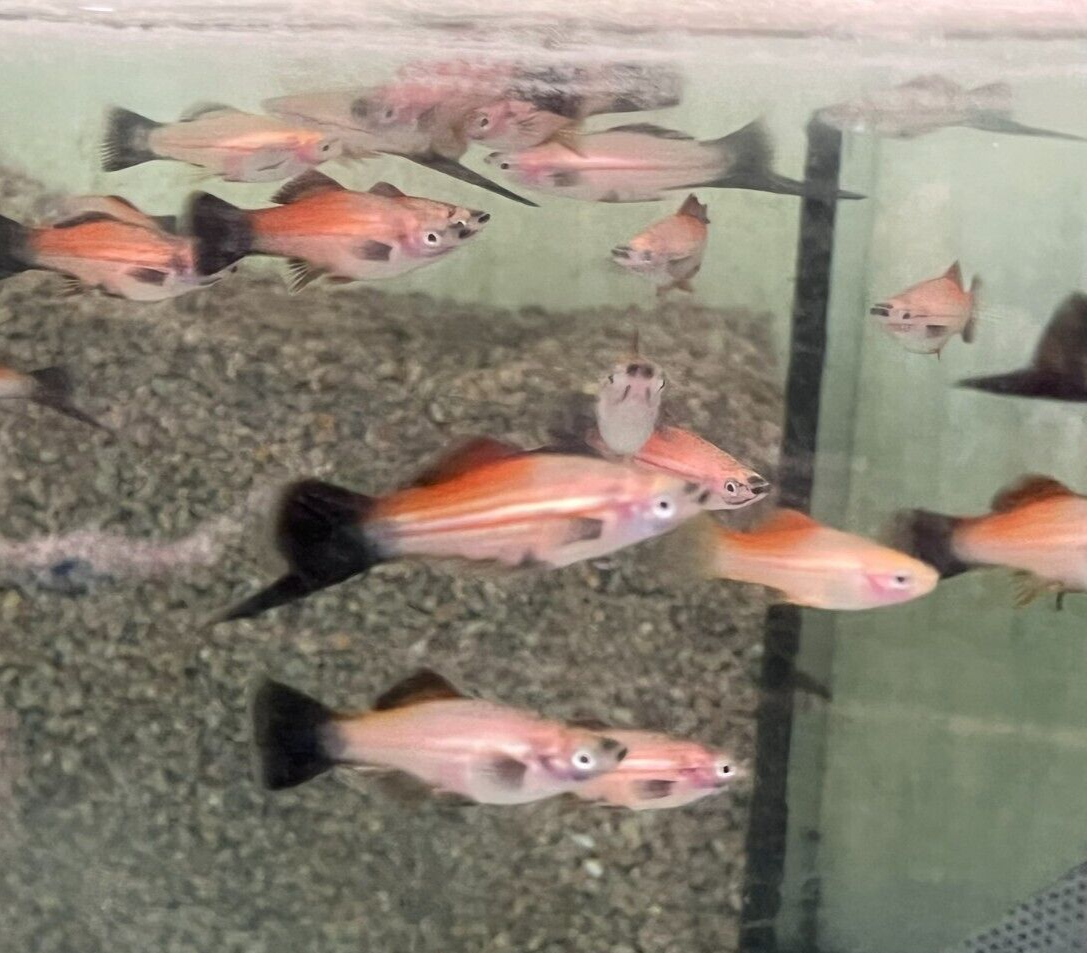 57_0baeba99-db5f-4463-8df4-66a9df205e61.png 3 Pack Gold Head Marble Angels 2" Healthy Live Angel Fish FAST SHIP