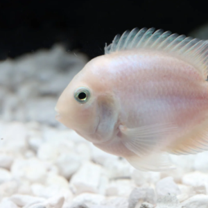 2 Geophagus Red Hump Cichlids 1.5 - 2" - Freshwater Live Fish FAST SHIP