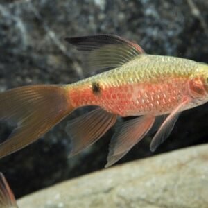 L155 Adonis Pleco / Acanthicus Adonis - 1.5"-2” Live Fish Healthy Plecos Stunner