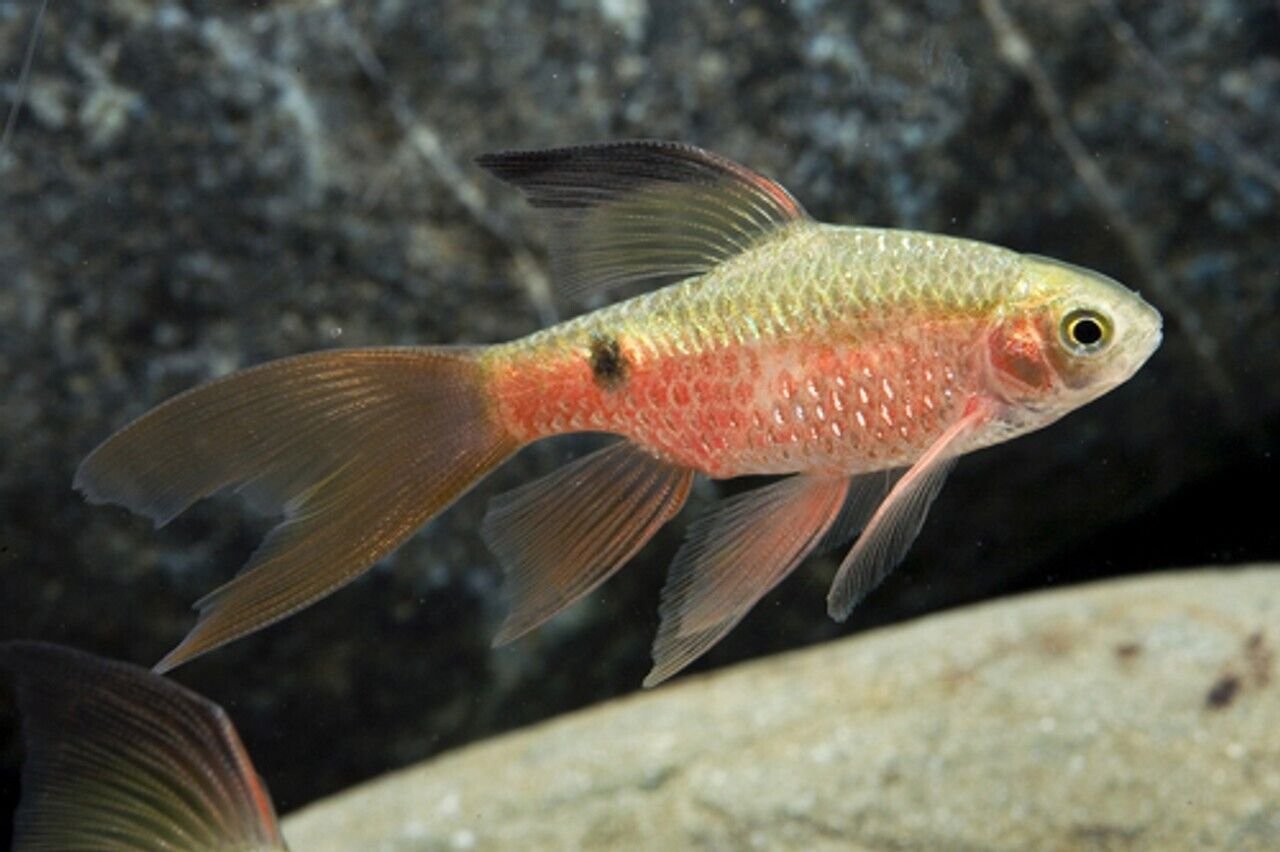 57_0fa2aabe-cf5f-4082-a34c-ddc35708c886.jpg L155 Adonis Pleco / Acanthicus Adonis - 1.5"-2” Live Fish Healthy Plecos Stunner