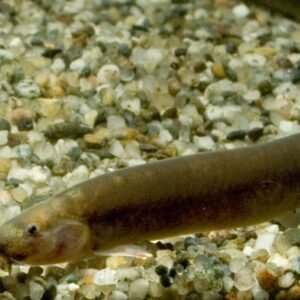 3 pk - Dazzling Borneo Butterfly Loach - Algae Eater Live Fish WOW