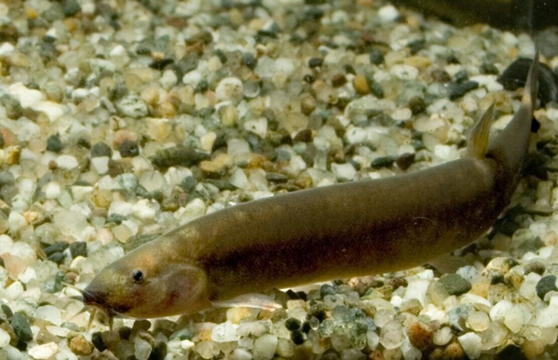 57_0fb4f7e4-2371-498e-bb06-ae7529e26814.jpg 3 pk - Dazzling Borneo Butterfly Loach - Algae Eater Live Fish WOW