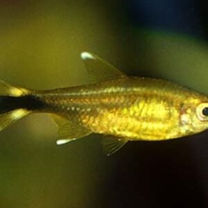 1 PAIR Apistogramma Viejeta Beautiful Dwarf Cichlids! Live Fish Juvenile Fish