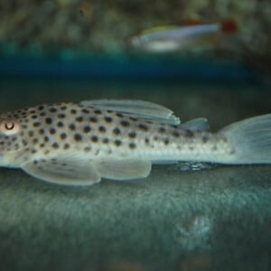 2x Black Barred Myleus Med Unbeatable Price Beautiful Live Fish Healthy Active