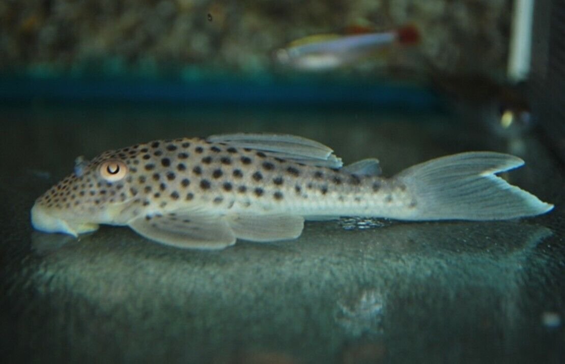 57_0fc01ca6-c2cd-49aa-befa-f50c33c1ff7d.jpg 2x Black Barred Myleus Med Unbeatable Price Beautiful Live Fish Healthy Active