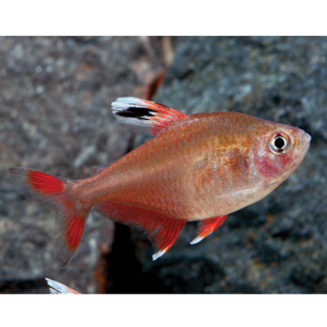 3 Red Cherry Tetra HARD TO FIND Premium Freshwater Live Tropical Fish Healthy