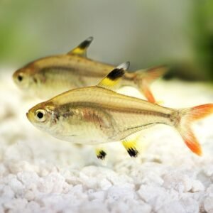 5x Emperor Tetra Small RARE LIVE TROPICAL FISH Great Fish Awesome Price.