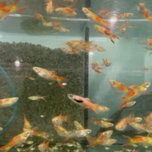 3 Pack Smokey Blue Angel Quarter+ Body Healthy Live Angel Fish tropical aquarium