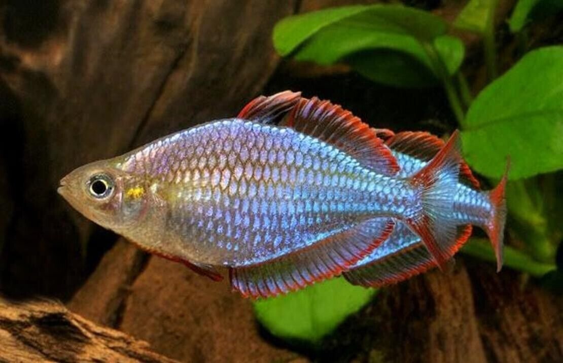 57_15e97a55-0bdd-4f93-9340-073ae1c16b98.jpg ๐12x Long Fin Zebra Danio Med - Large Aquatic Elegance ๐ FAST SHIP LIVE FISH