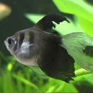 6 🌟 Black Tetra - Perfect for schools! 🐟 Live Freshwater Fish FAST Ship