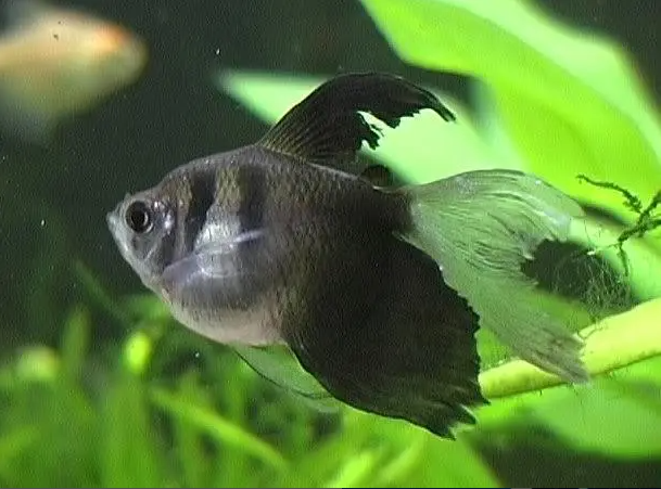 57_17508237-1aec-4ed7-8551-cebe62e52189.png 6 π Black Tetra - Perfect for schools! π Live Freshwater Fish FAST Ship